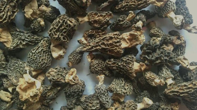 Des morilles noires, séchées.