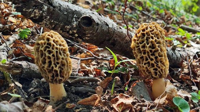 Des morilles sous feuillus - Relation entre arbres et morilles