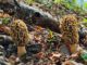 Des morilles sous feuillus - Relation entre arbres et morilles