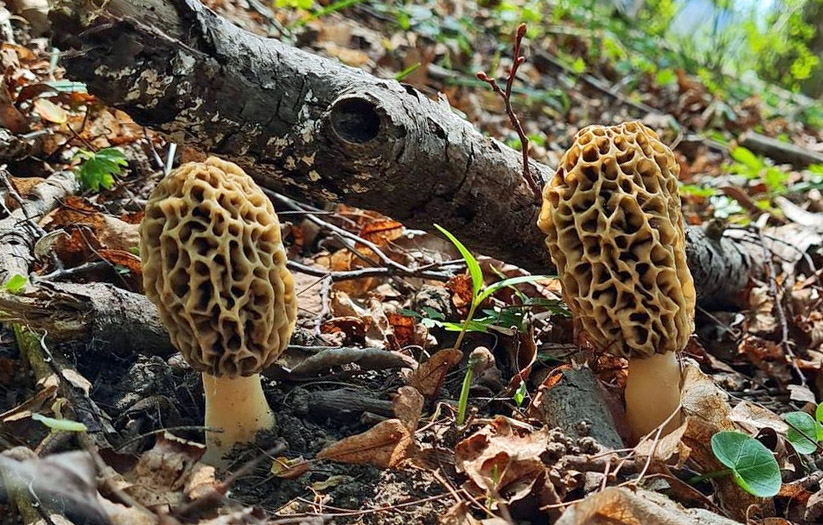 Des morilles sous feuillus - Relation entre arbres et morilles