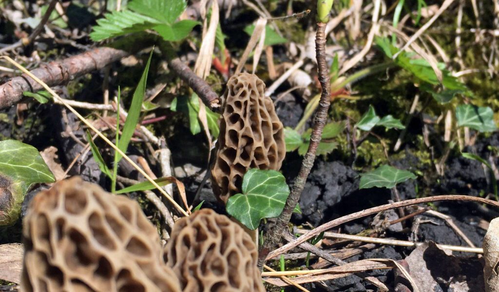 Des morilles sur un sol riche en nutriments et minéraux.