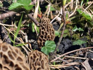 Des morilles sur un sol riche en nutriments et minéraux.