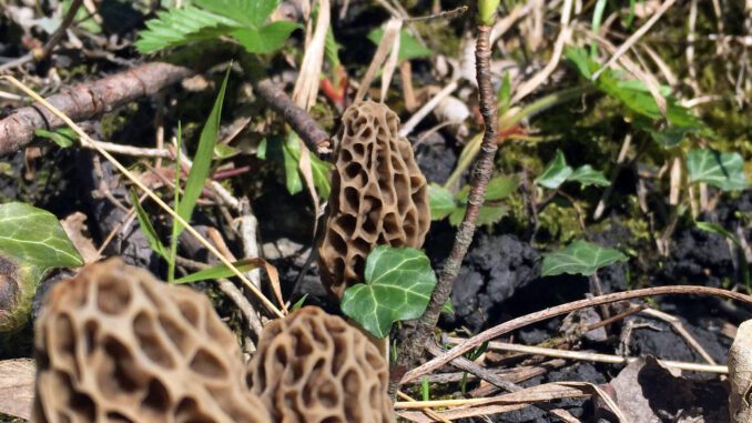 Des morilles sur un sol riche en nutriments et minéraux.