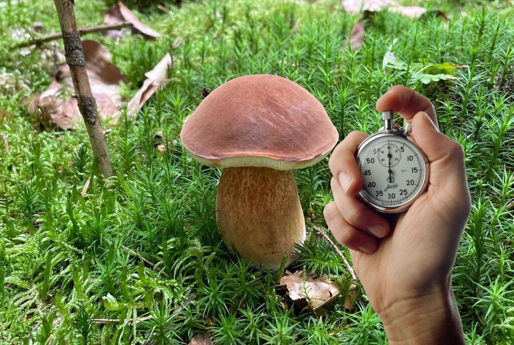 Combien de temps poussent les champignons après la pluie ?