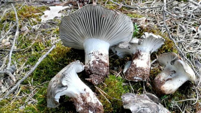 Hygrophores de mars, posés dans la mousse - hygrophore de mars - higrophorus marzuolus