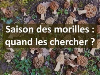 Saison des morilles, quand partir les chercher