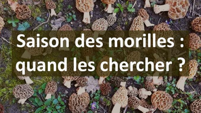 Saison des morilles, quand partir les chercher