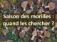 Saison des morilles, quand partir les chercher