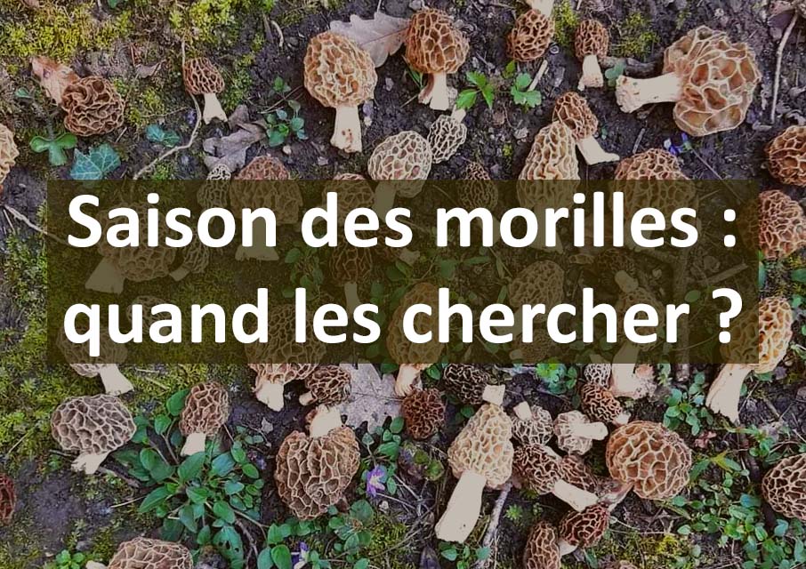 Saison des morilles, quand partir les chercher