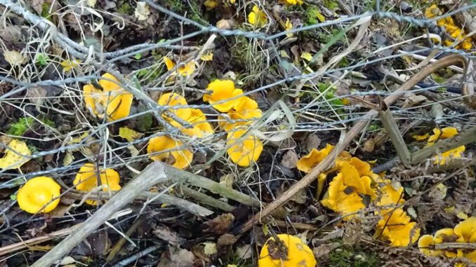 Un gisement de girolles sur un sol acide et riche en humus