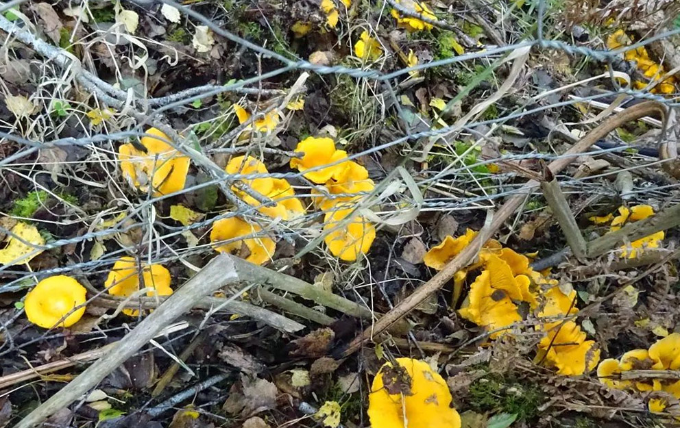 Un gisement de girolles sur un sol acide et riche en humus