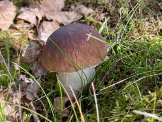 Un joli cèpe dans la mousse, à la saison de l'automne