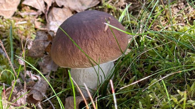 Un joli cèpe dans la mousse, à la saison de l'automne