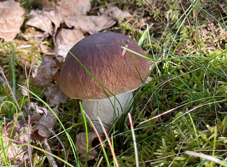 Un joli cèpe dans la mousse, à la saison de l'automne