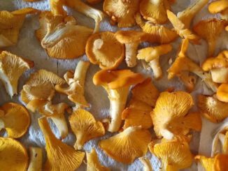 Comment congeler des girolles