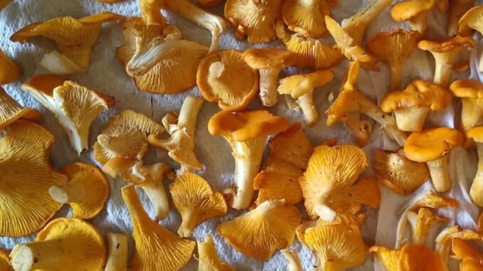 Comment congeler des girolles