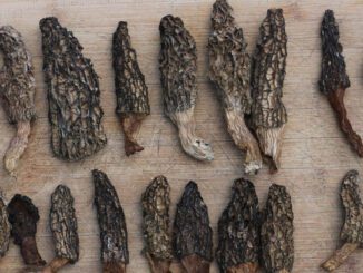 comment faire sécher des morilles