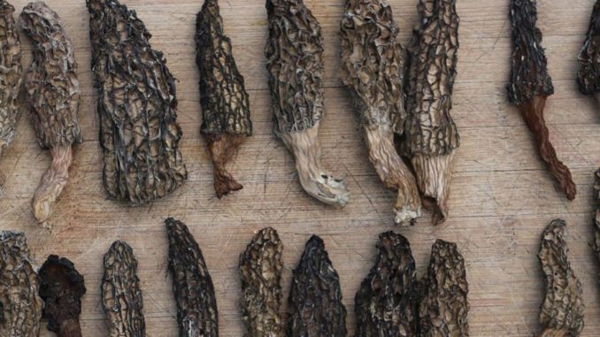 comment faire sécher des morilles