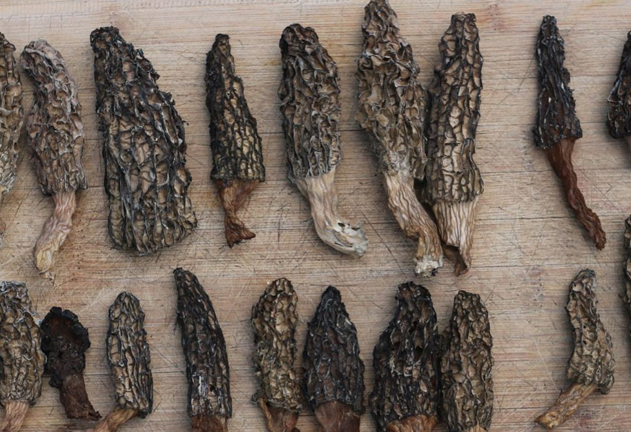 Comment faire sécher les morilles