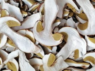 des cèpes séchés