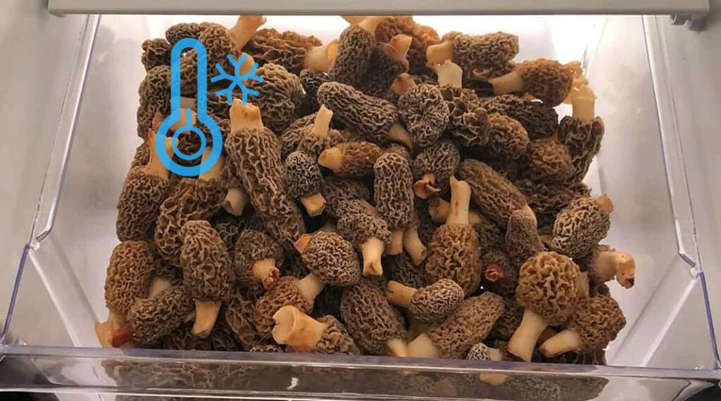 morilles congelées