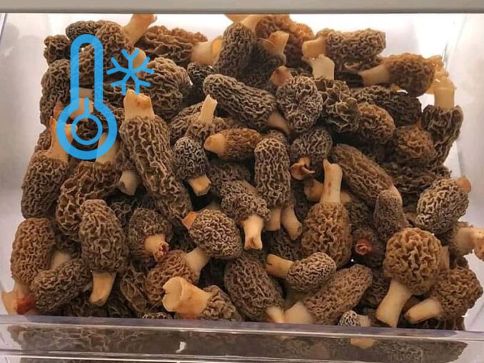 Comment faire sécher les morilles ? Chasseurs de champignons
