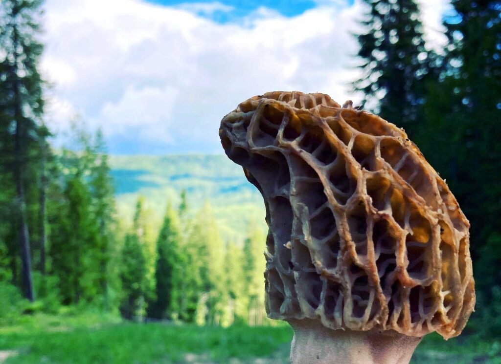 morilles en montagne