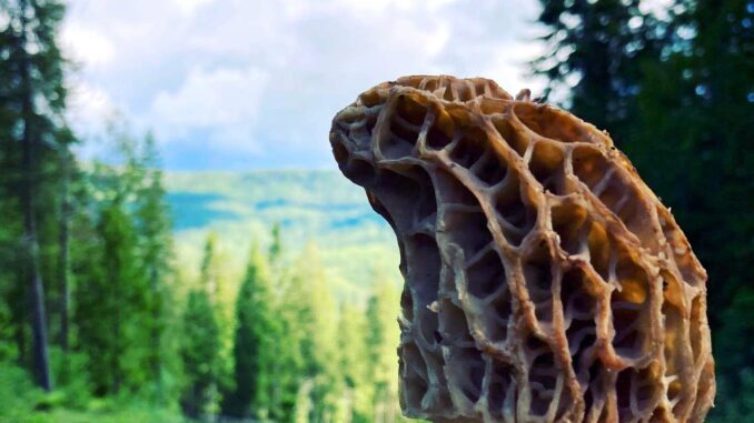 morilles en montagne