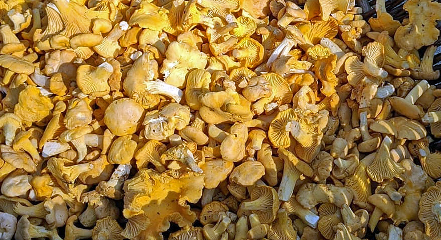 Le prix des girolles au kilo Chasseurs de champignons