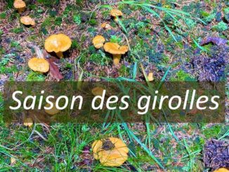 saison des girolles, quand les chercher