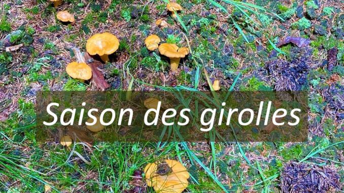 saison des girolles, quand les chercher