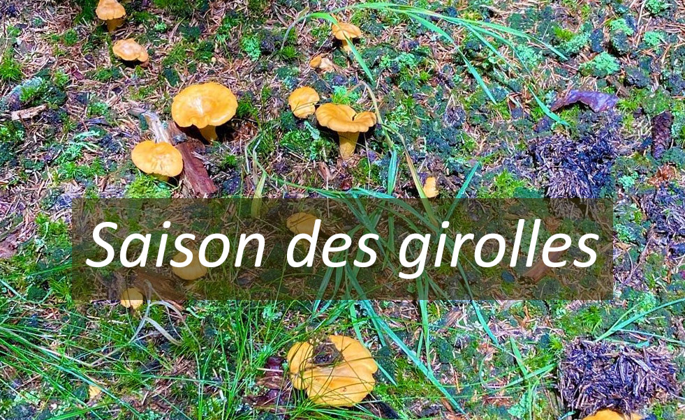 saison des girolles, quand les chercher