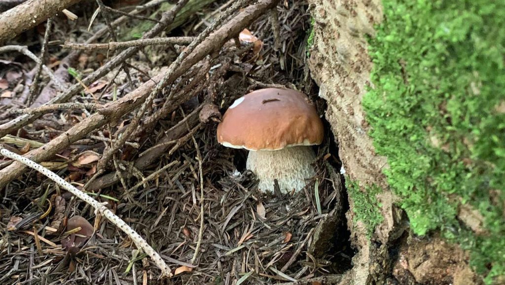 Un cèpe au pied d'un arbre, sous conifères