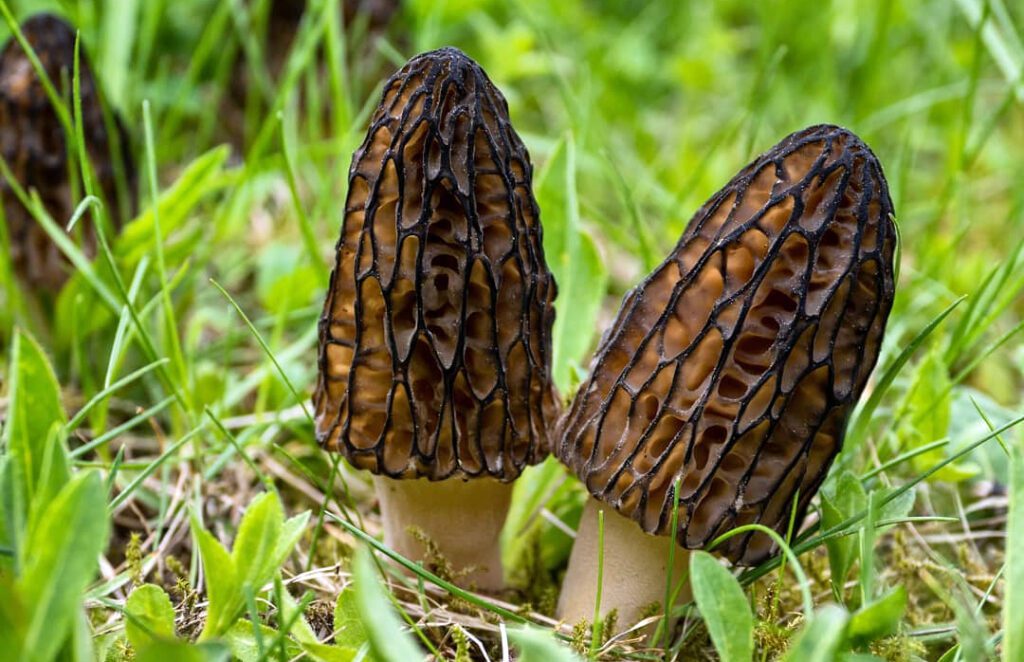 2 morilles coniques, noires, dans l'herbe