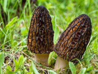 2 morilles coniques, noires, dans l'herbe