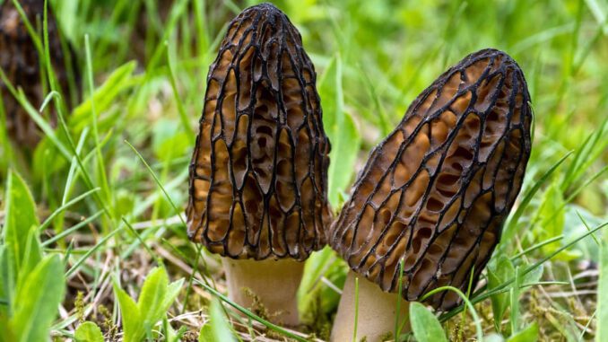 2 morilles coniques, noires, dans l'herbe