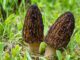 2 morilles coniques, noires, dans l'herbe