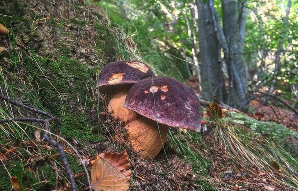 Des champignons (cèpes) sous des arbres, en France