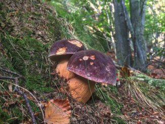 Des champignons (cèpes) sous des arbres, en France