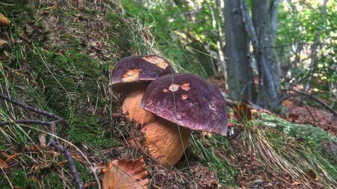 Des champignons (cèpes) sous des arbres, en France