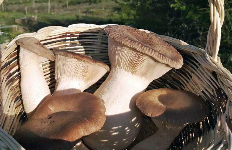 Kit Culture Champignons De Paris XXL 10kg - Hawlik - Facile à Faire Pousser à La Maison
