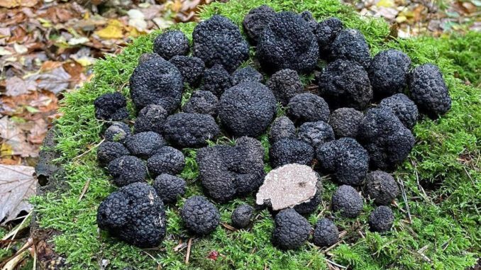 Des truffes d'été, trouvées en bordure de forêt