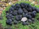 Des truffes d'été, trouvées en bordure de forêt