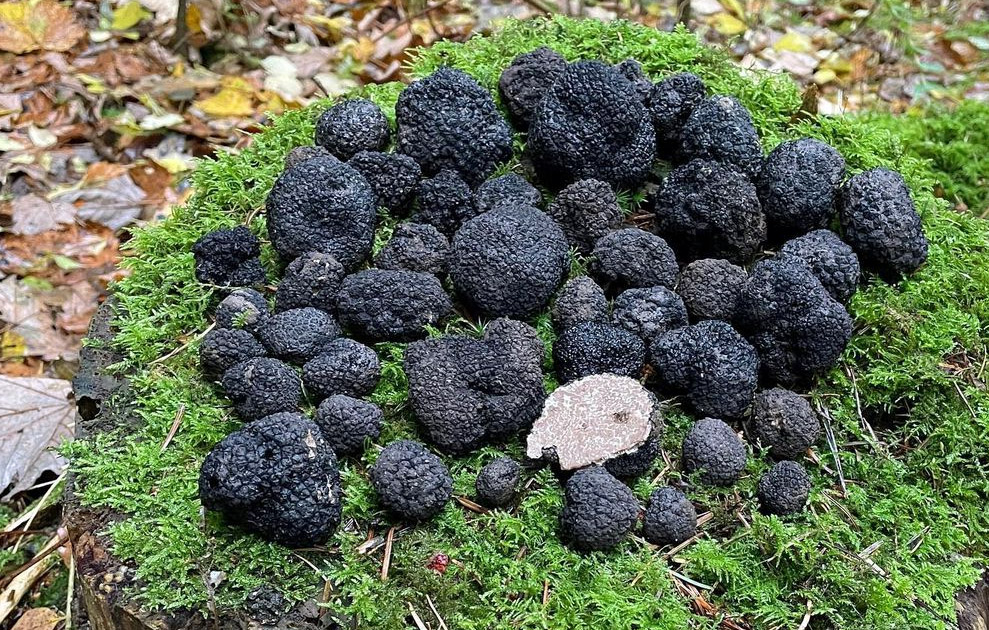 Des truffes d'été, trouvées en bordure de forêt