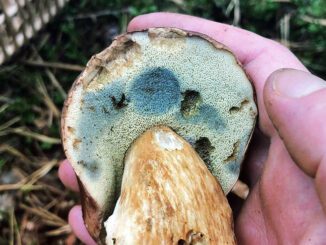 Un bolet qui devient bleu, ici il ne s'agit donc pas d'un cèpe