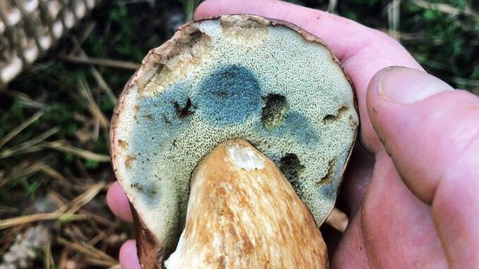 Un bolet qui devient bleu, ici il ne s'agit donc pas d'un cèpe