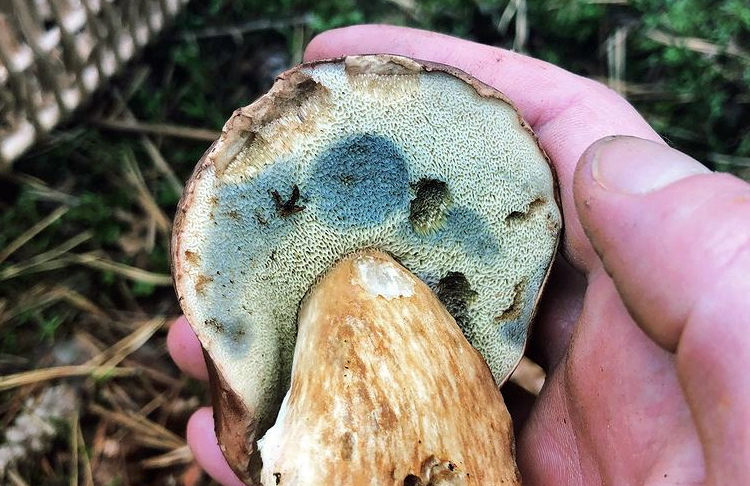 Un bolet qui devient bleu, ici il ne s'agit donc pas d'un cèpe