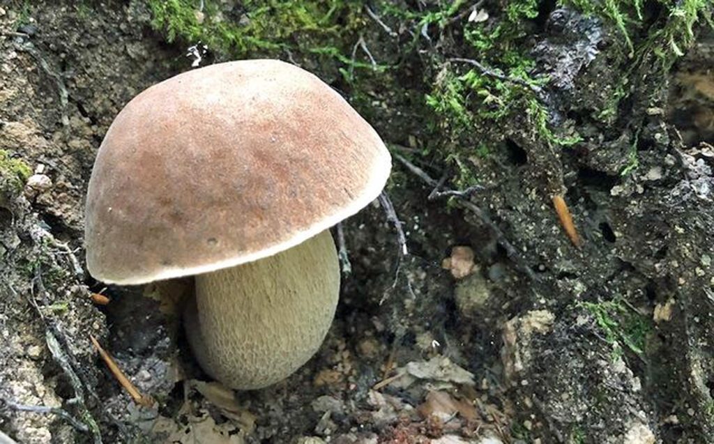 Un joli cèpe d'été (excellent champignon comestible)