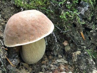 Un joli cèpe d'été (excellent champignon comestible)