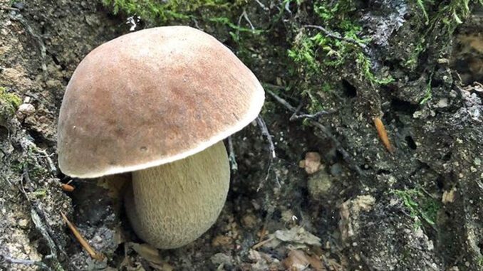 Un joli cèpe d'été (excellent champignon comestible)